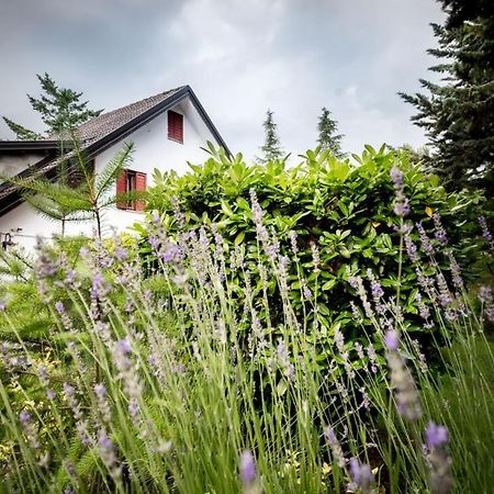 Apartament Le Conifere Pignola Zewnętrze zdjęcie